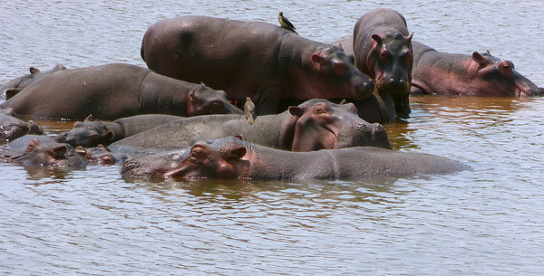Hippos im Luangwa